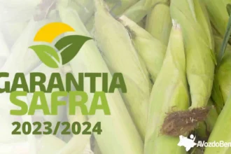 Tem início inscrições para o Garantia Safra 2023/2024, em caso de perda de safra o valor do benefício é de R$ 1.200