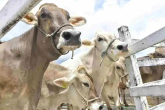 Ceará se torna estado livre de febre aftosa sem vacinação